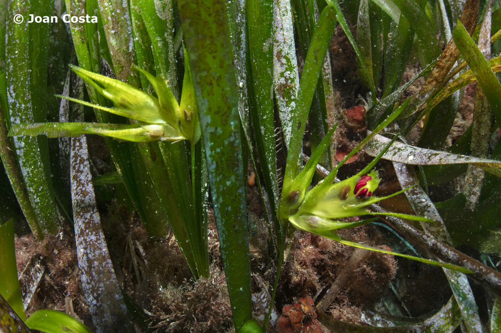 Flor de Posidonia oceanica