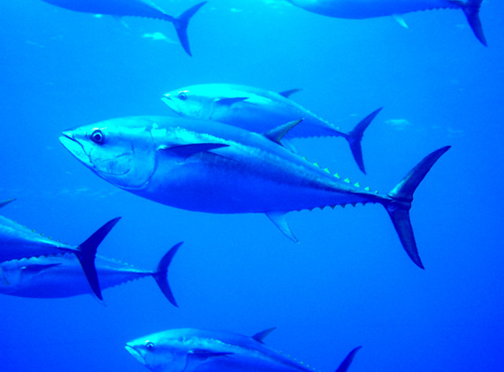 Los escómbridos: características y distribución en el mar Mediterráneo.