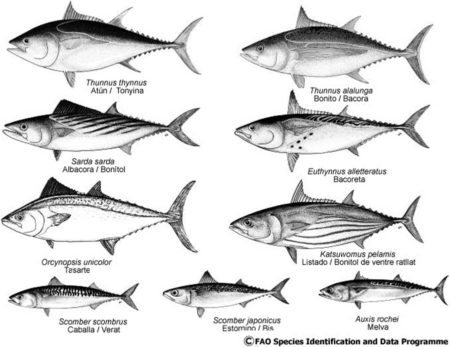 Principales especies de escómbridos en el mar Mediterráneo