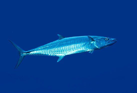 Scomberomorus commerson