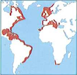 Distribución del Thunnus Thynnus