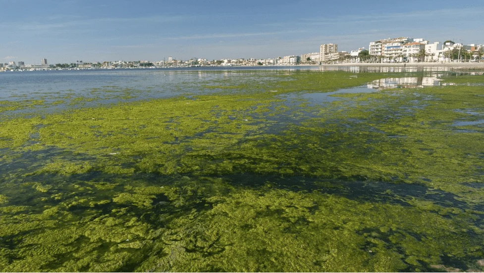 Eutrofización de las aguas del Mar Menor.